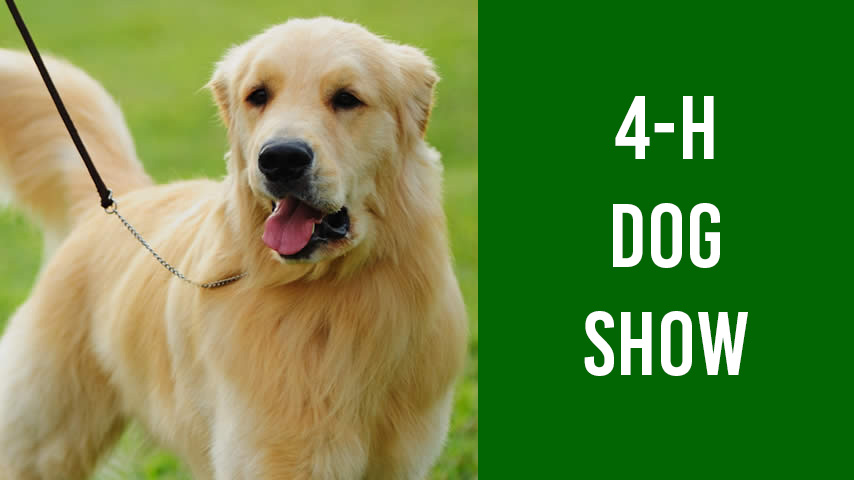 4-H Dog Show featuring the photo of a golden retriever on a leash.