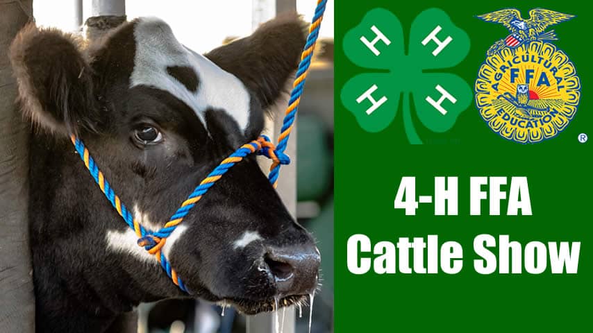 4-H FFA Cattle Show