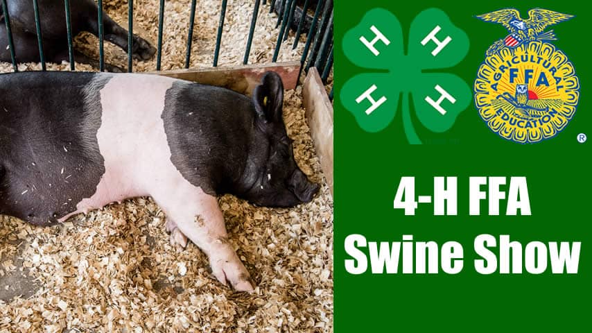 4-H FFA Swine Show