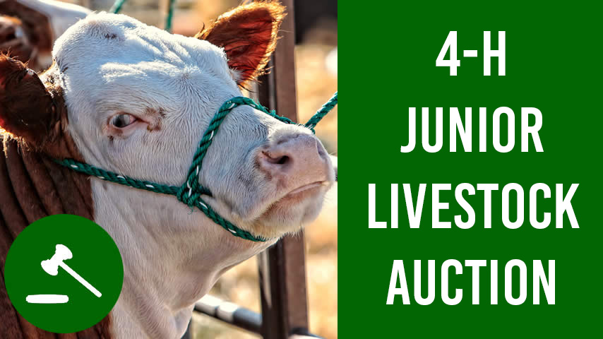 A hereford in a halter is featured on this intro to the 4-H Livestock Auction event.