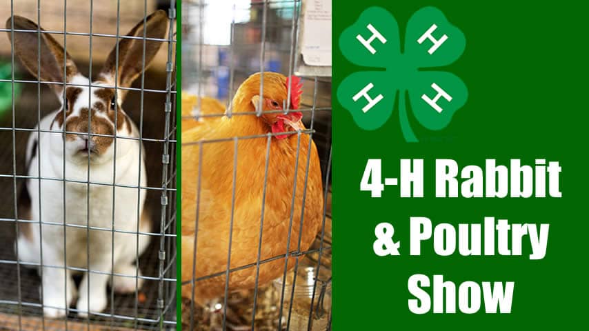 4-H Poultry and Rabbit Show