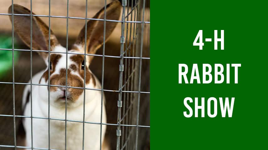 4-H Rabbit Show featuring a photo of a brown and white rabbit in a cage.