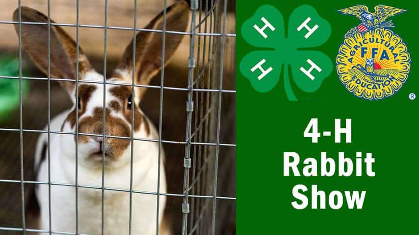 4-H Rabbit Show