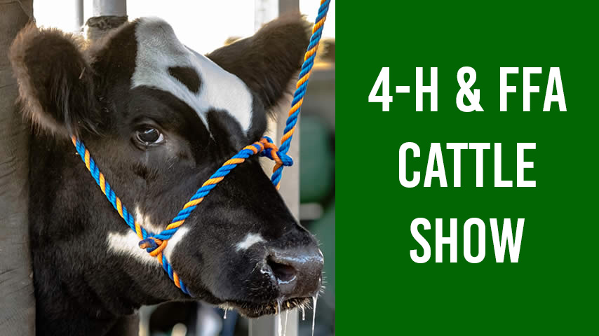 4-H and FFA Cattle show featuring a photo of a black and white cow with a halter.