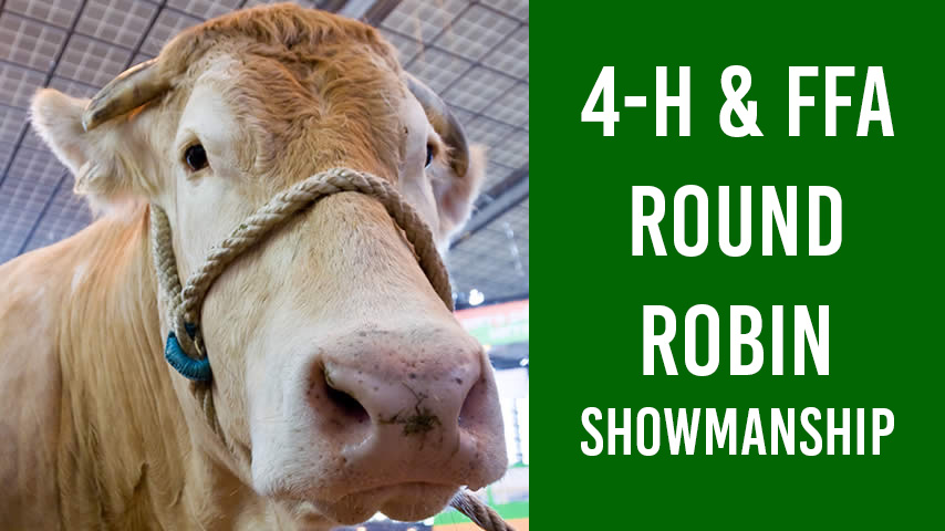 4-H and FFA Round Robin Showmanship featuring a brown cow in a halter.