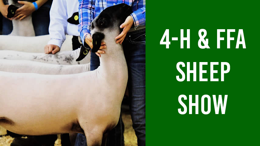 4-H and FFA Sheep Show featuring a line of sheared sheep being shown by young people.