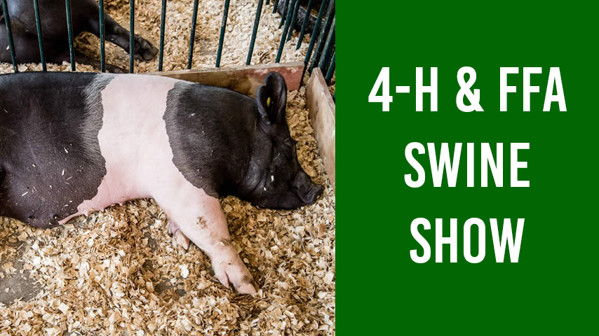 4-H Swine Show featuring a photo of a sleeping black and white pig.