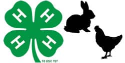 4h rabbit and poultry