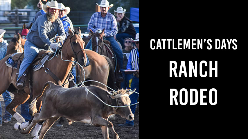Cattlemen's Days Ranch Rodeo featuring a header/heeler team.