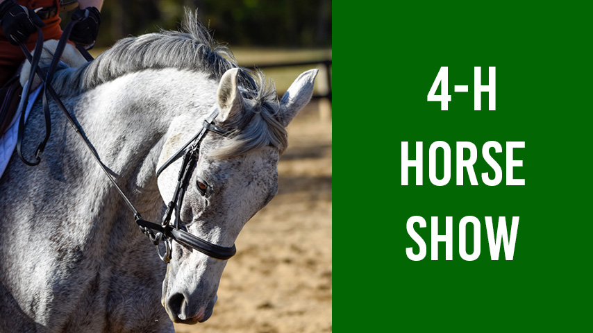 4-H Horse Show featuring a close up photo of a gray horse in a show ring.