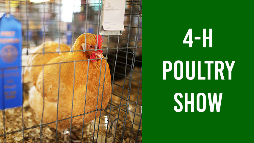4-H Poultry Show featuring a photo of a rust colored chicken with a blue ribbon on its cage.