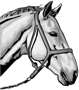 The head of a horse wearing a bridle in black and white.